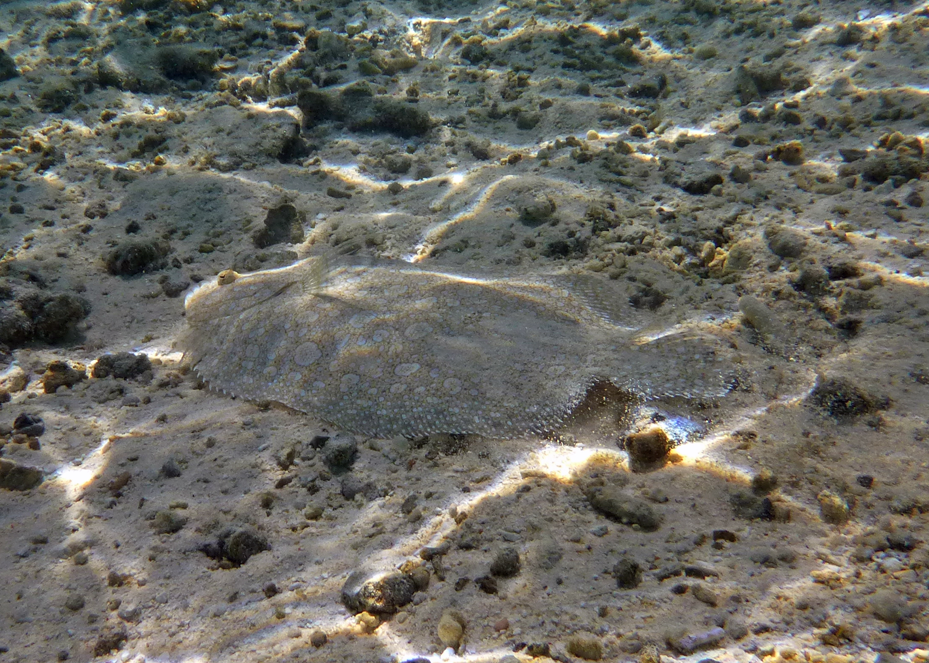 Leopard flounder, Mo'orea, French Polynesia 2024.